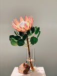 protea king FLO atelier botânico