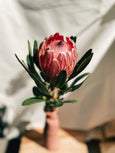 comprar flor protea em sp FLO atelier botânico