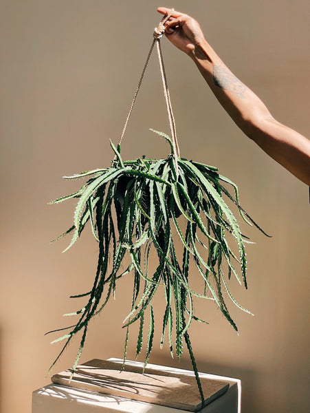 rhipsalis cruciforme planta pendente para dentro de casa comprar FLO atelier botânico são paulo plantas raras