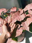 planta rosa singônio pink