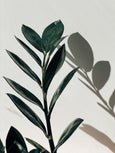 zamioculca folhas pretas planta exotica FLO atelier botânico